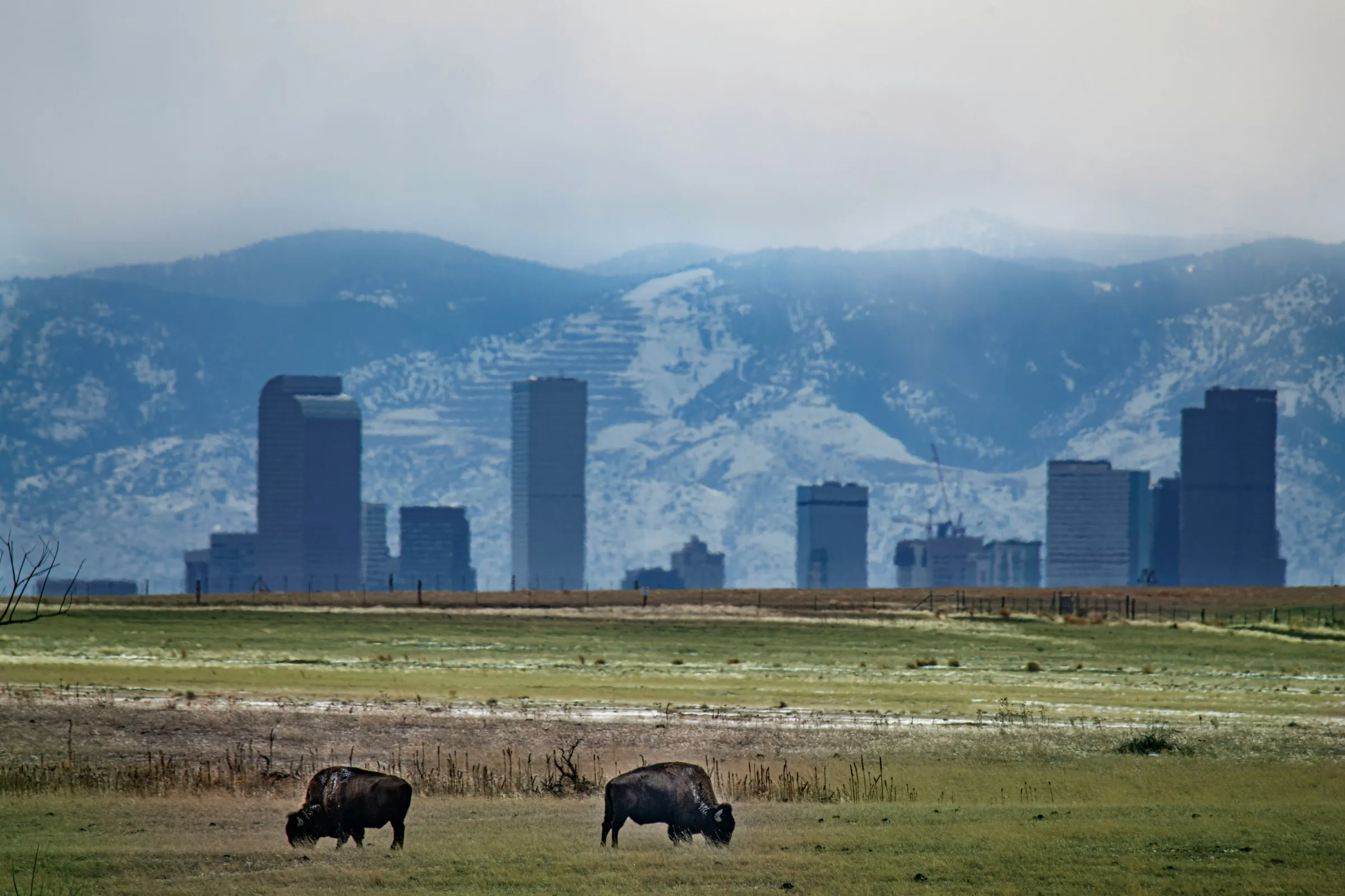 Bison grazing in front of the Denver skyline and the snowy foothills